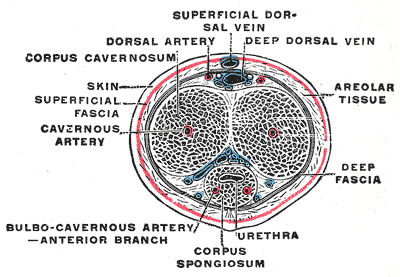 penile tissue