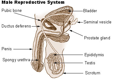 man’s reproductive organ