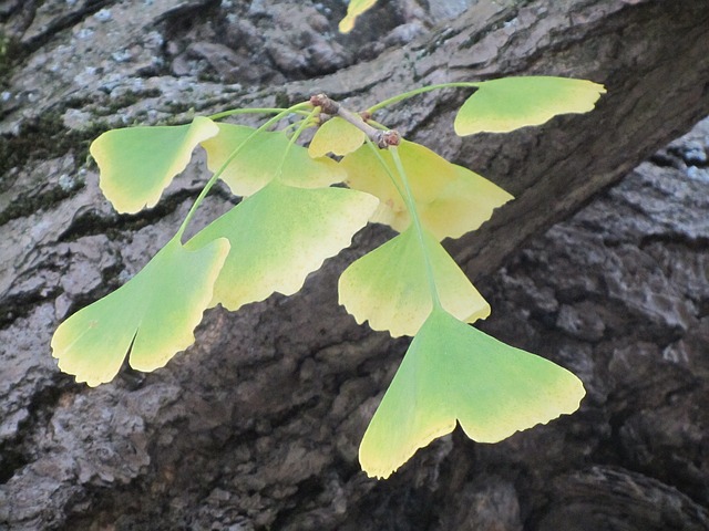 Ginkgo Biloba