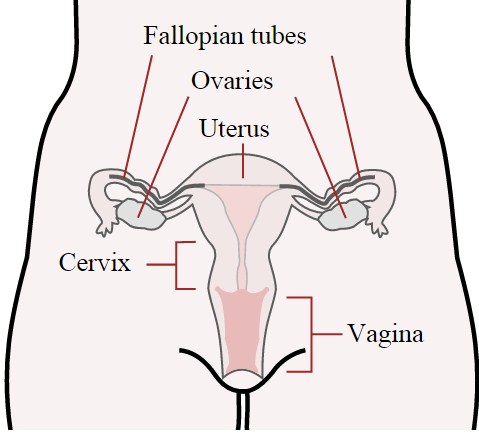 Vagina