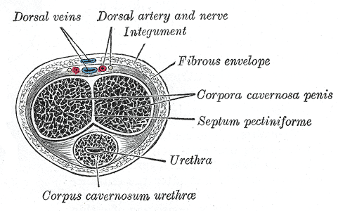 corpora cavernosa