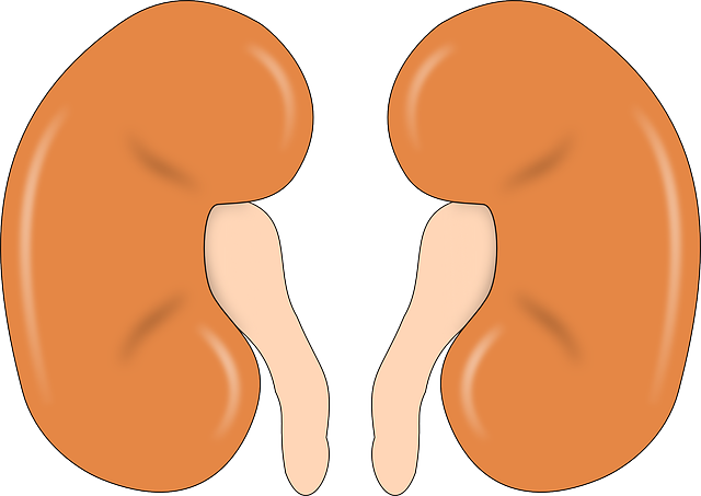 Kidneys