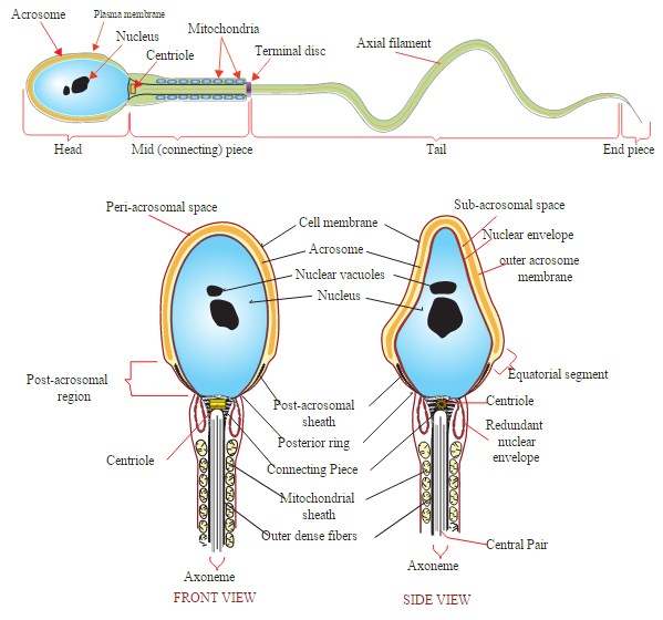 sperm quality 