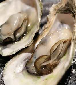 Oysters